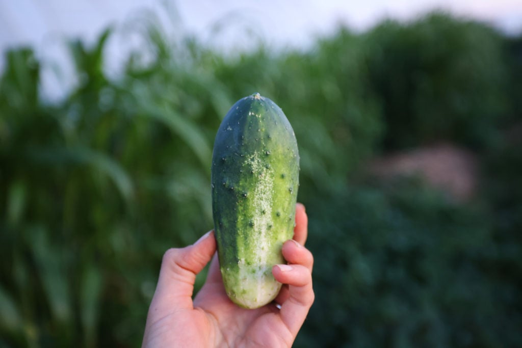 h19 cucumber