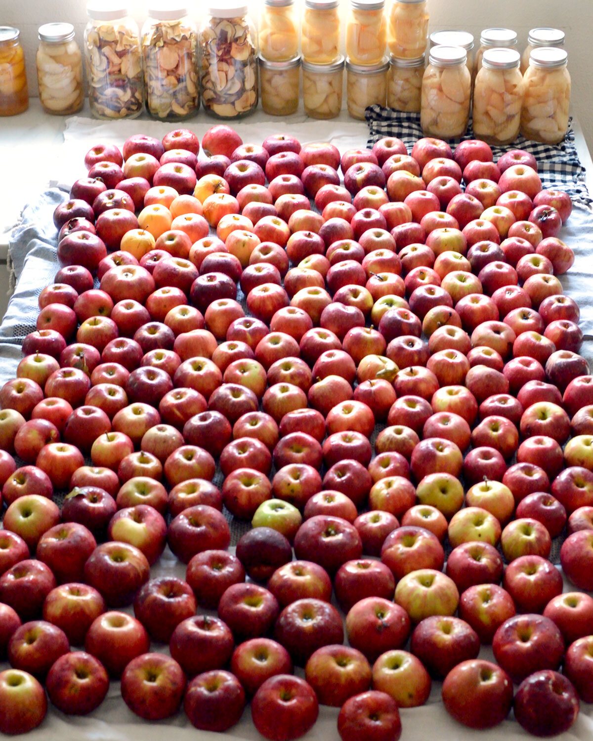  A bushel and a half of apples. I washed them and set them all out to force myself to get to work! 