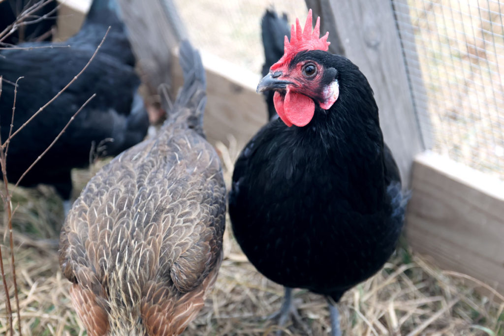 Black Minorca Chicken Eggs per Year