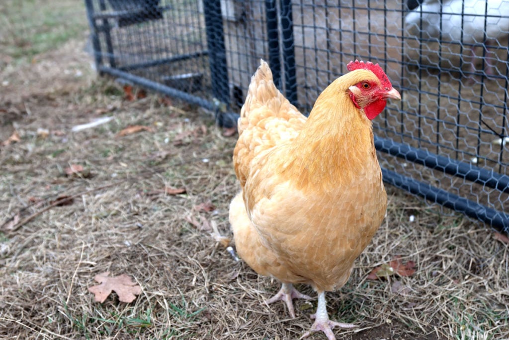 Buff Orpington Eggs per Year