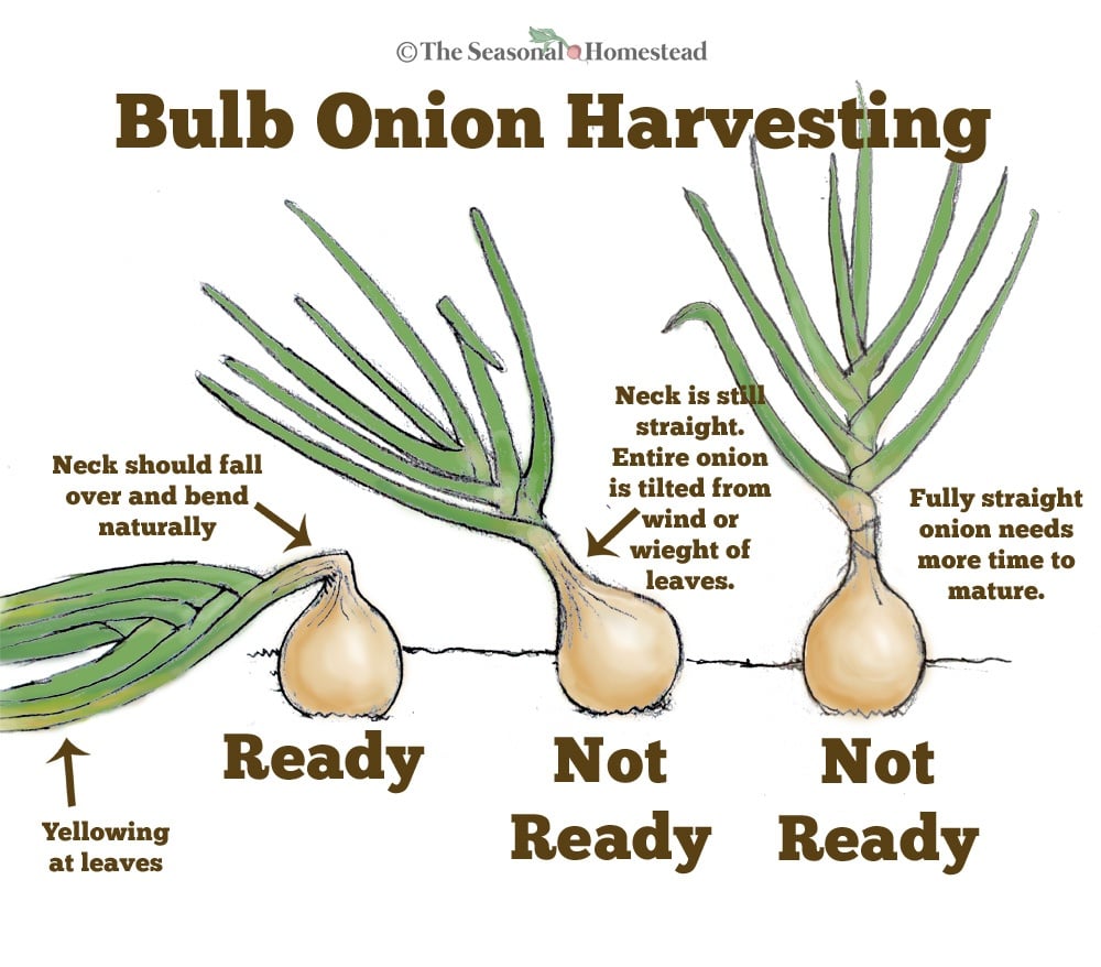 how to know when onions are ready for harvest