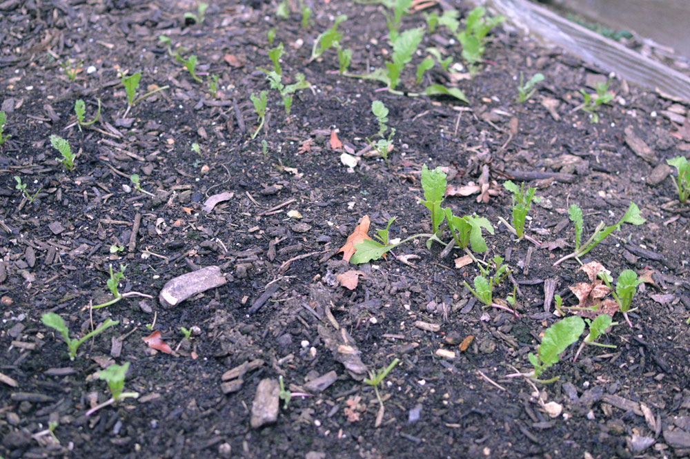  Radish damage from bugs and bunnies! 