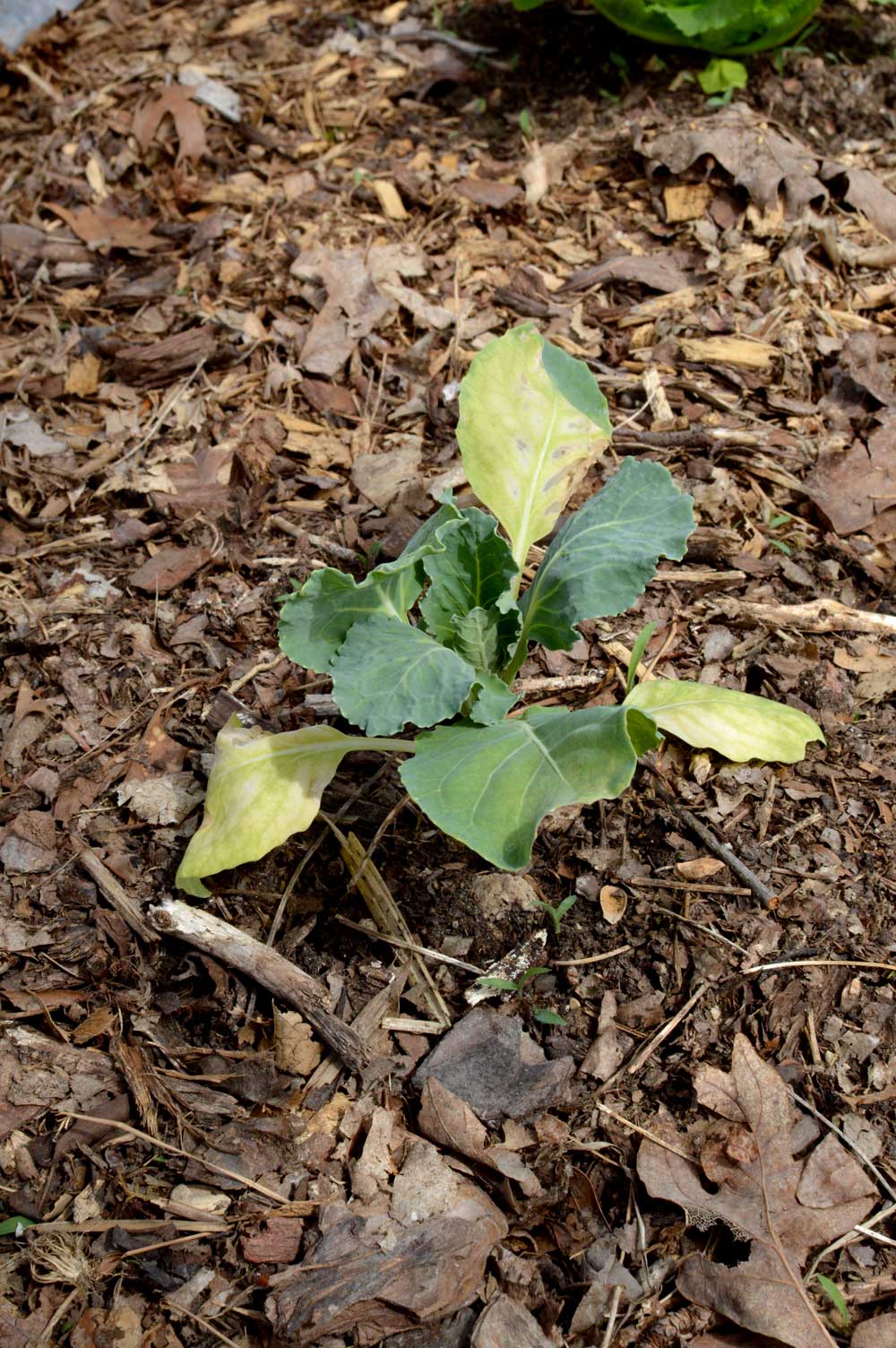  Cabbage recovering from Sunscald 