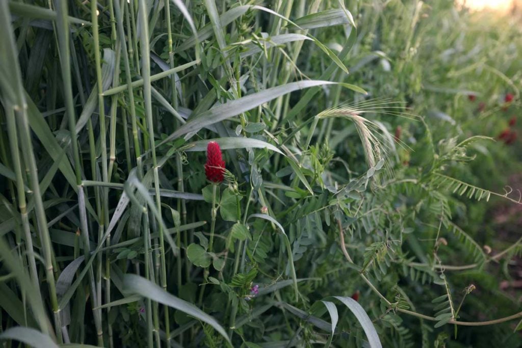 cover crops mix