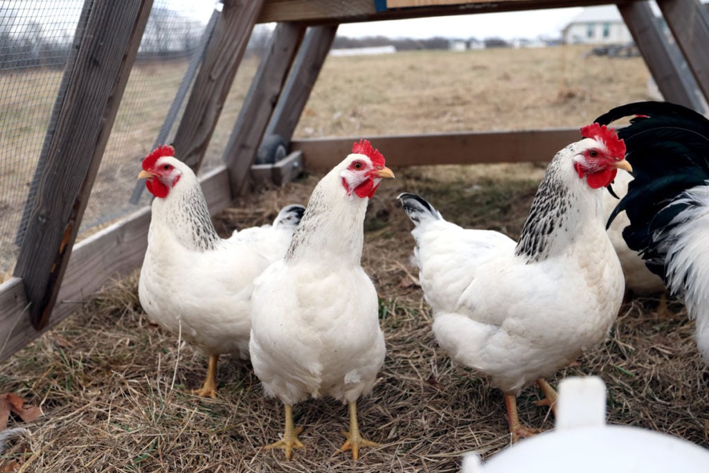 Heritage Breed Delaware Chickens