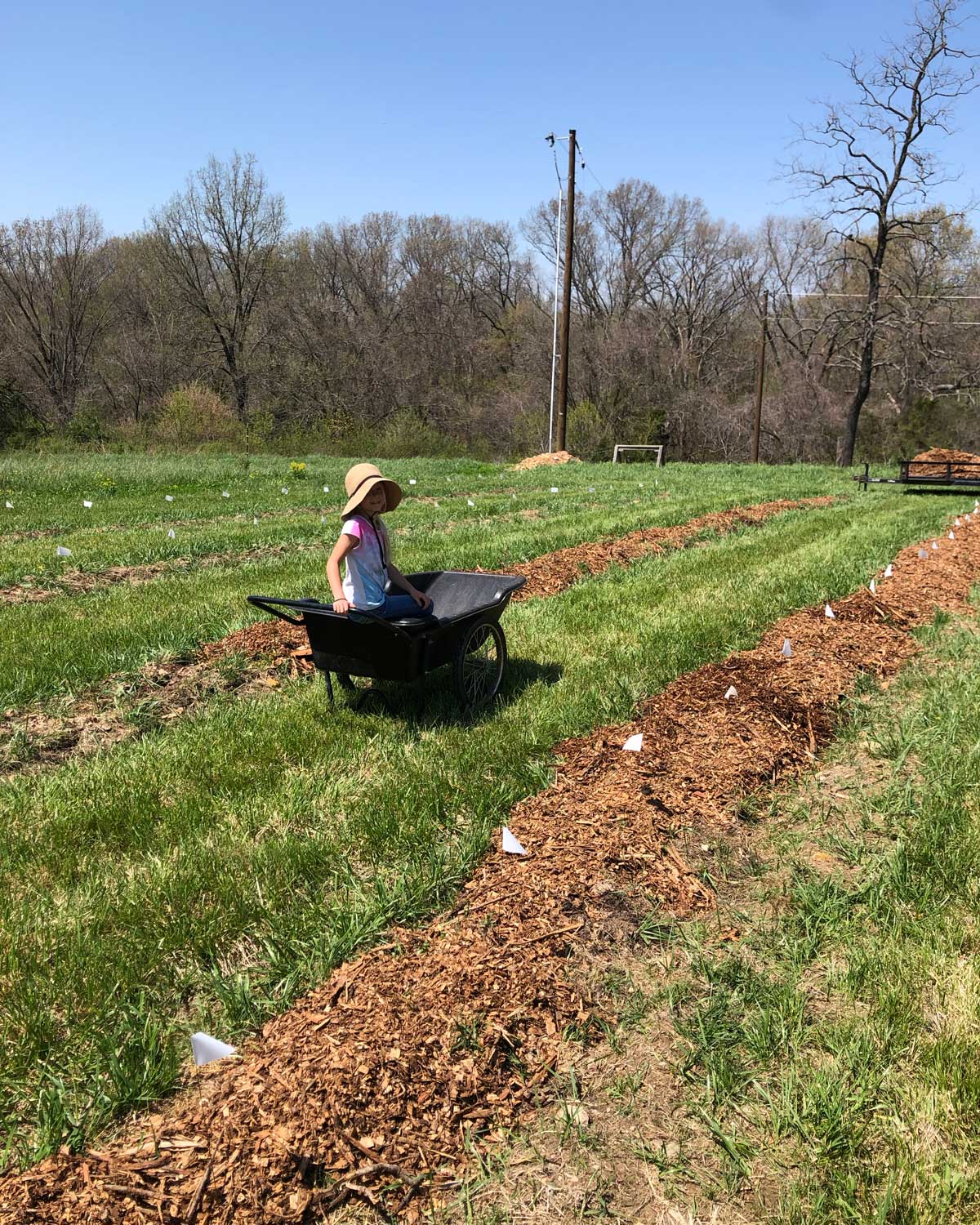 wood chip mulch