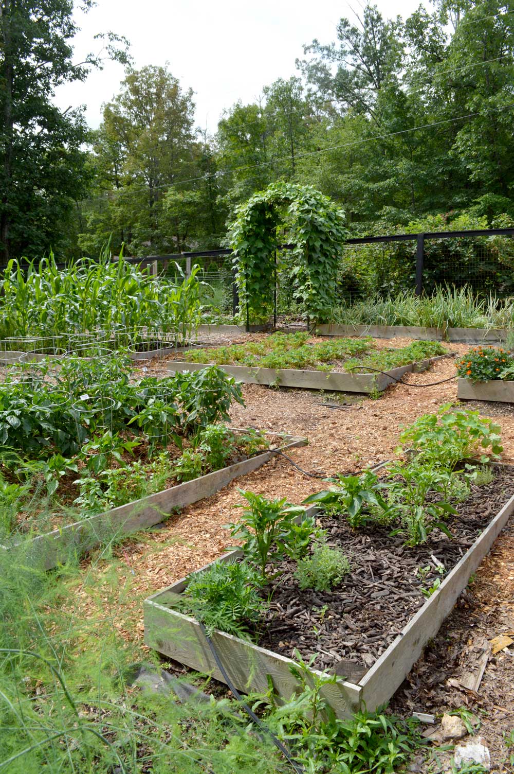  My garden is on a steeper slope, so we put in Terraced Raised Beds. 