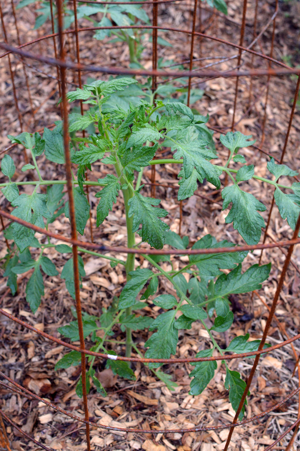  succession planting of tomatoes 