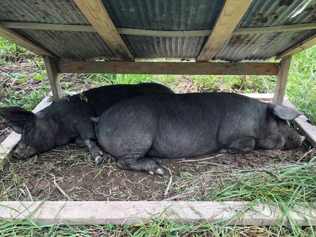 How we raise pigs on pasture