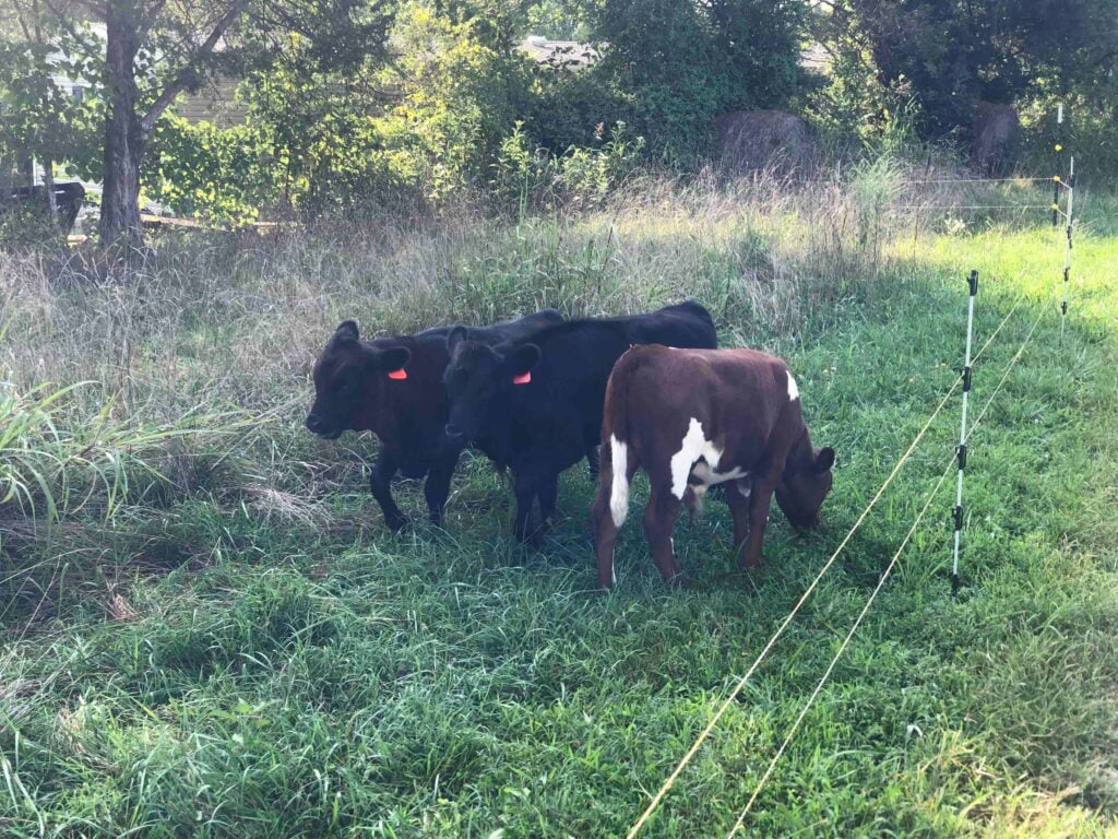 rotational grazing for cattle