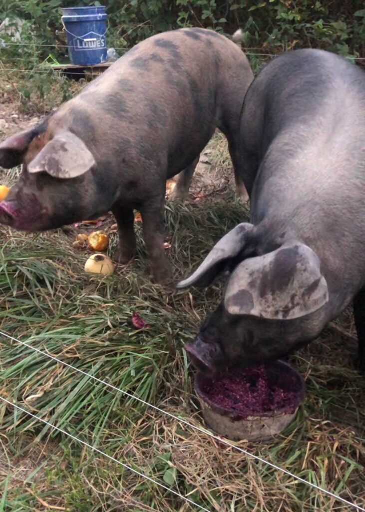 How we raise pigs on pasture