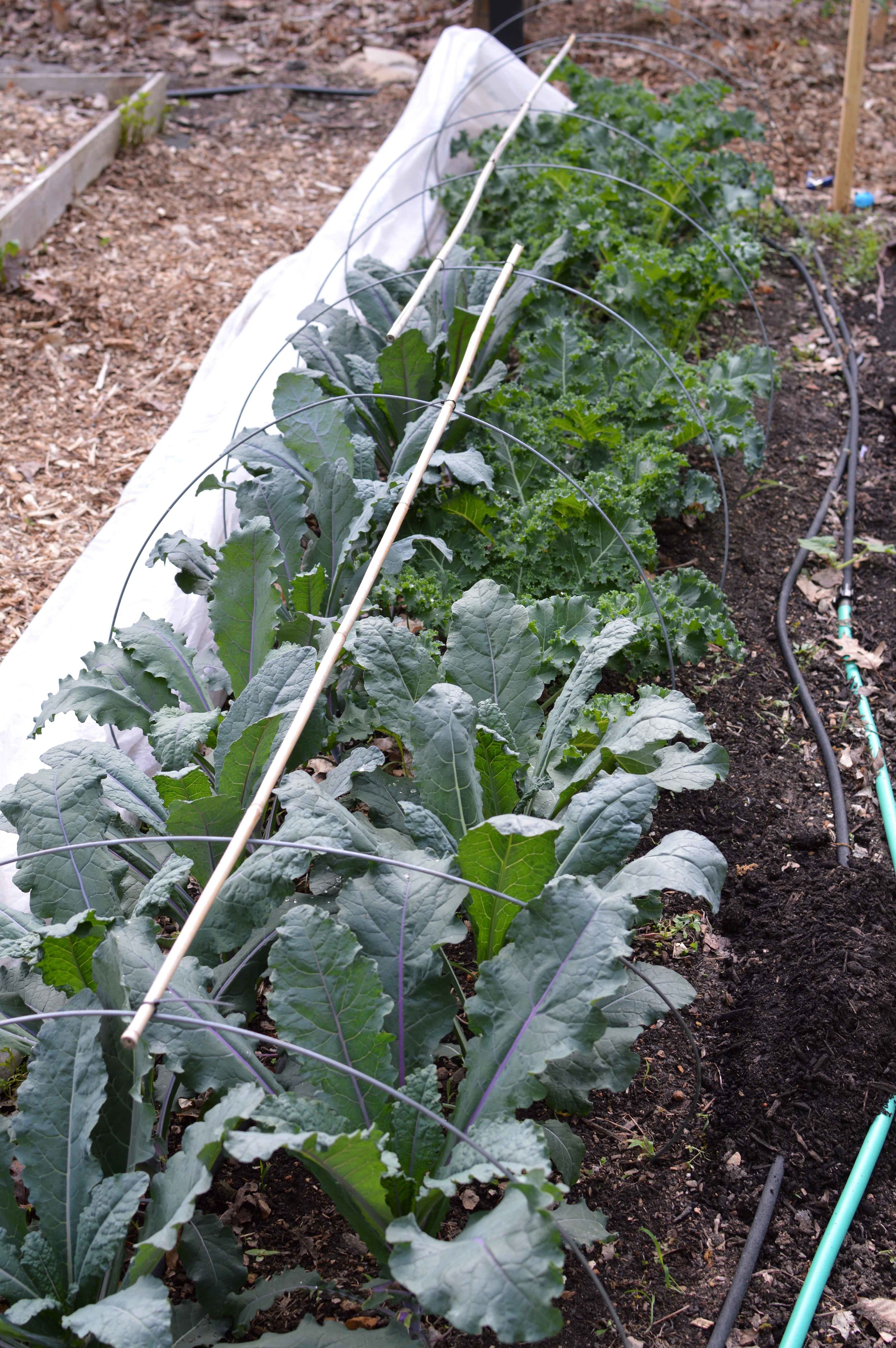  Make shift wire framing helps keep the row cover from crushing plants. PVC is my favorite framing but I needed something for a small area. I’ll use something other than bamboo to stabilize the wire next time. It kept poking holes in the row cover! 