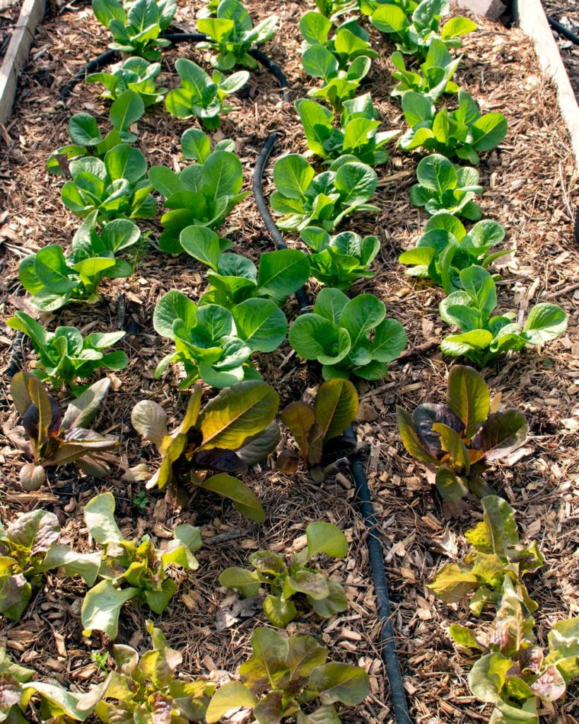 Growing Lettuce in Shade