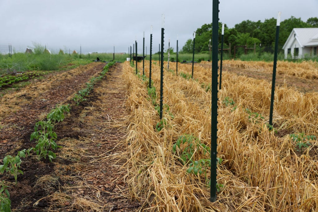 Garden Plan Tomatoes