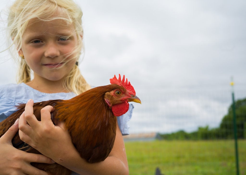 Best Heritage Breed Egg Laying chickens