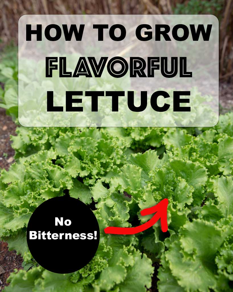 Never have bitter lettuce again!