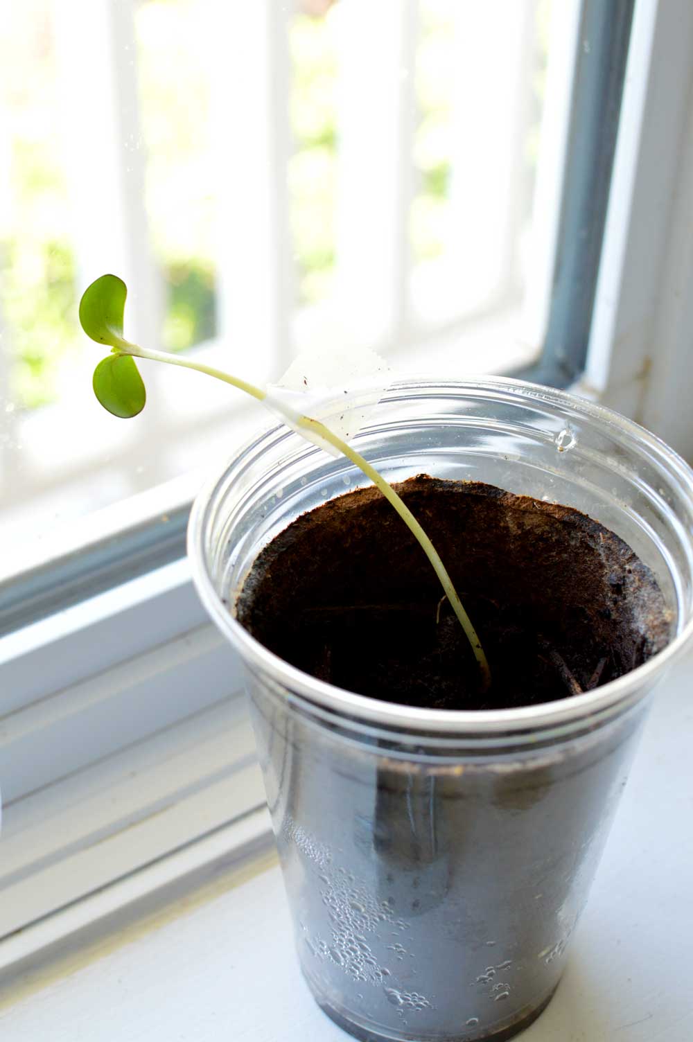  Yes that is tape on that seedling! My kids started some seeds and set them by the window This shows 2 problems. Overwatering, as shown by the mold forming on the peat pot and not enough light. As I was taking a picture the seedling Bent and part of the stem broke. My little guy is not going to be happy with me! eek! I almost wasn’t going to put it on here but then I decided it was a perfect example of how weak seedlings get with not enough light. 