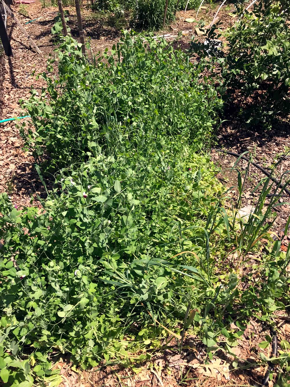  Peas and oats at flowering 