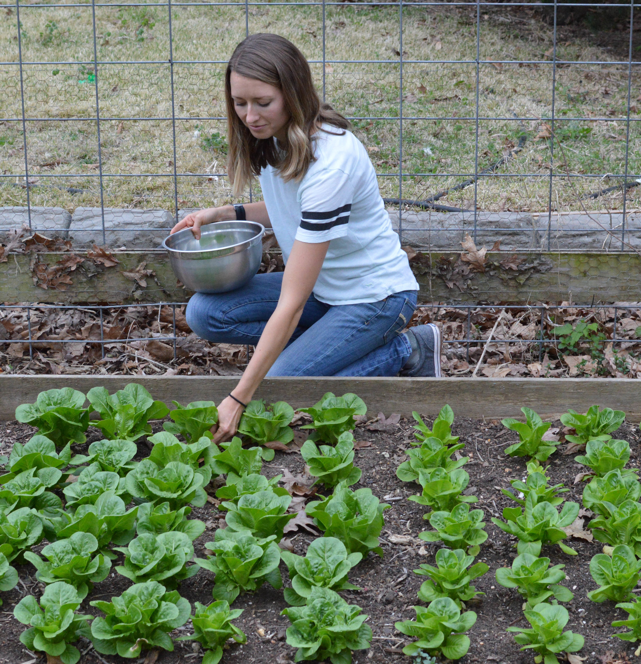 growing our own lettuce