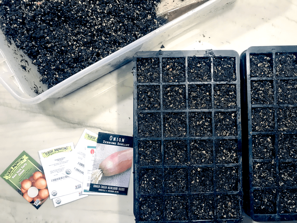 Indoor seed starting in trays