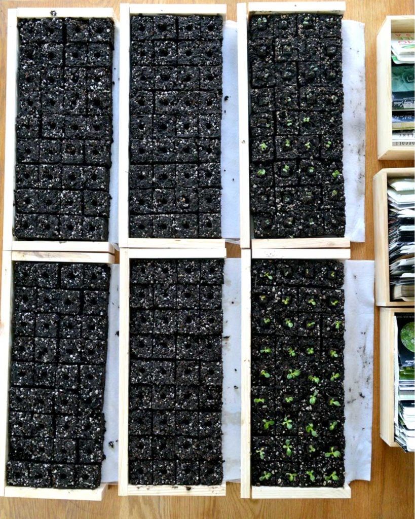 Indoor seed starting of soil block trays with wicking fabric