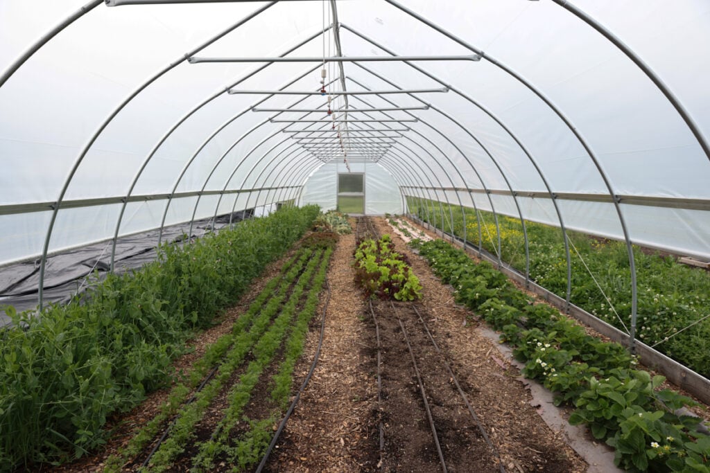 cover crops in high tunnel