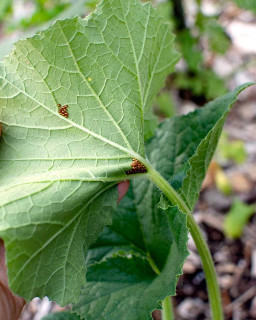 This image has an empty alt attribute; its file name is Squash-Bug-Eggs-819x1024.jpg