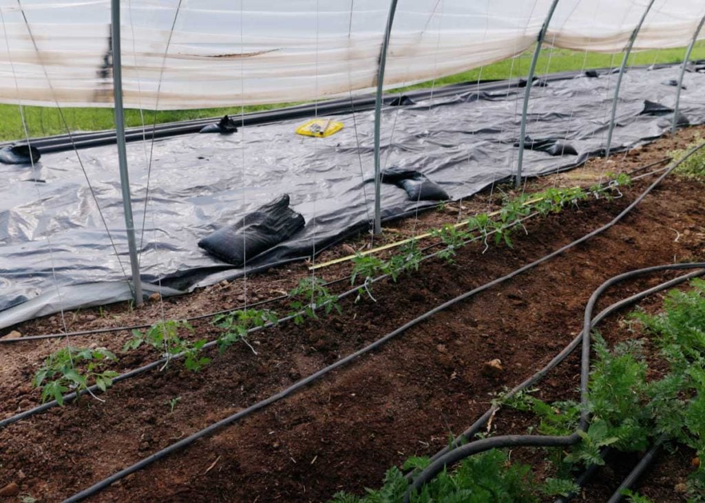 when to plant tomatoes in a high tunnel