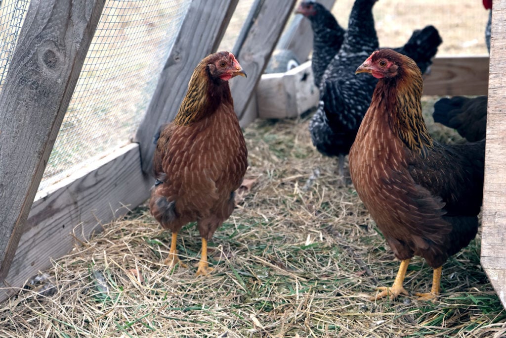 Welsummer Dark Brown Eggs