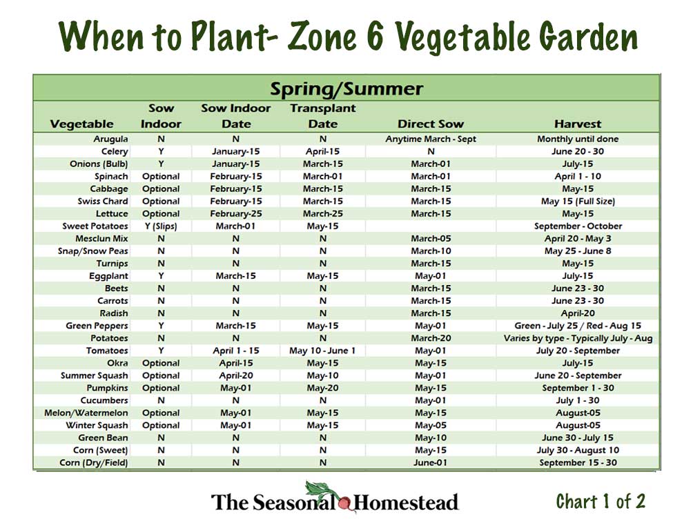 When to plant vegetables in Zone 6