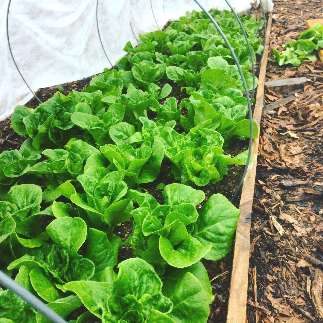  Winter Density Lettuce 