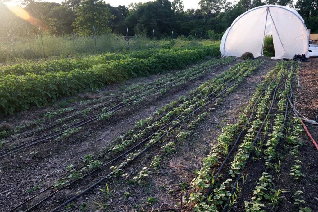 Summer Cover Crop Home Garden