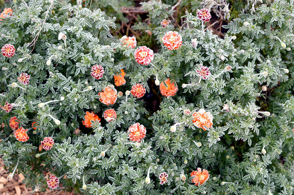  Frosty Marigolds 