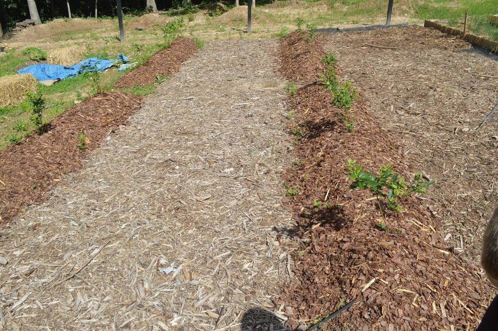 bark chip mulch