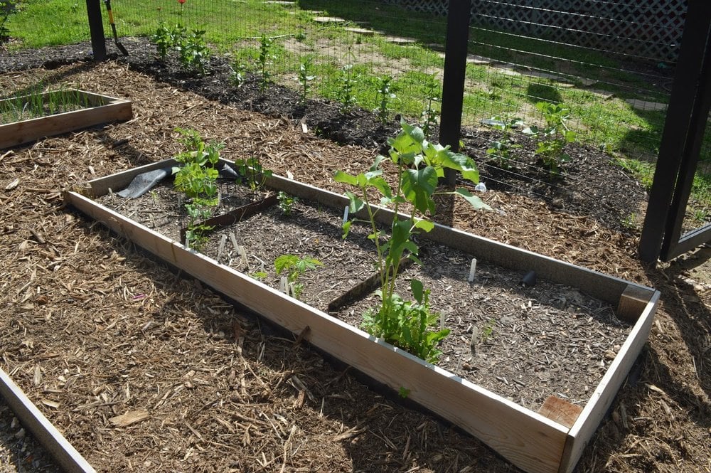 raised garden beds