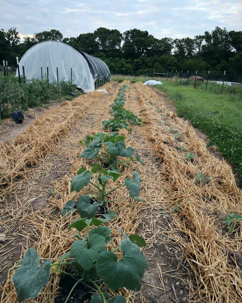 in situ mulch