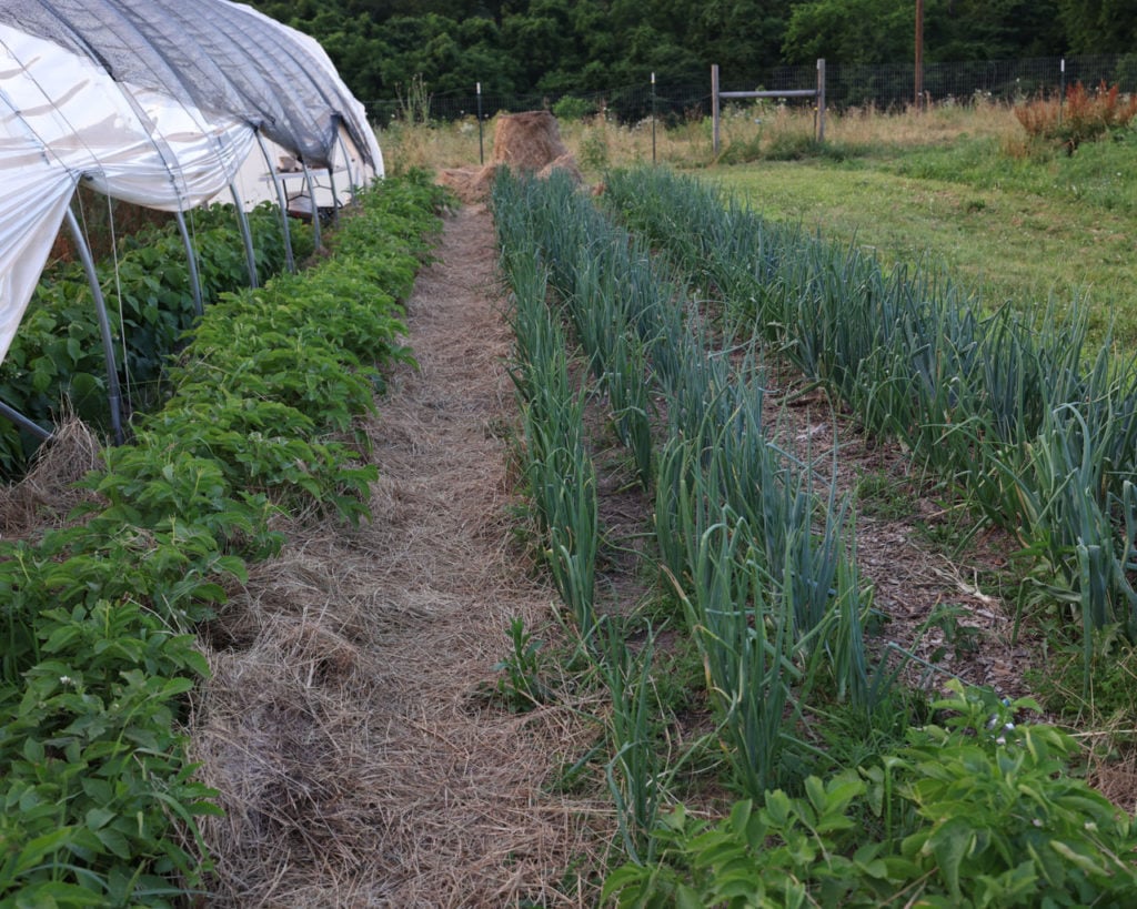 organic mulch for a vegetable garden