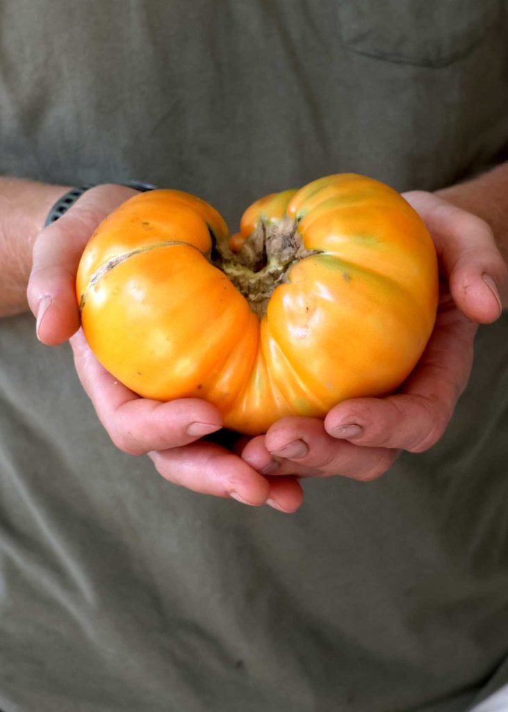 when to plant tomatoes