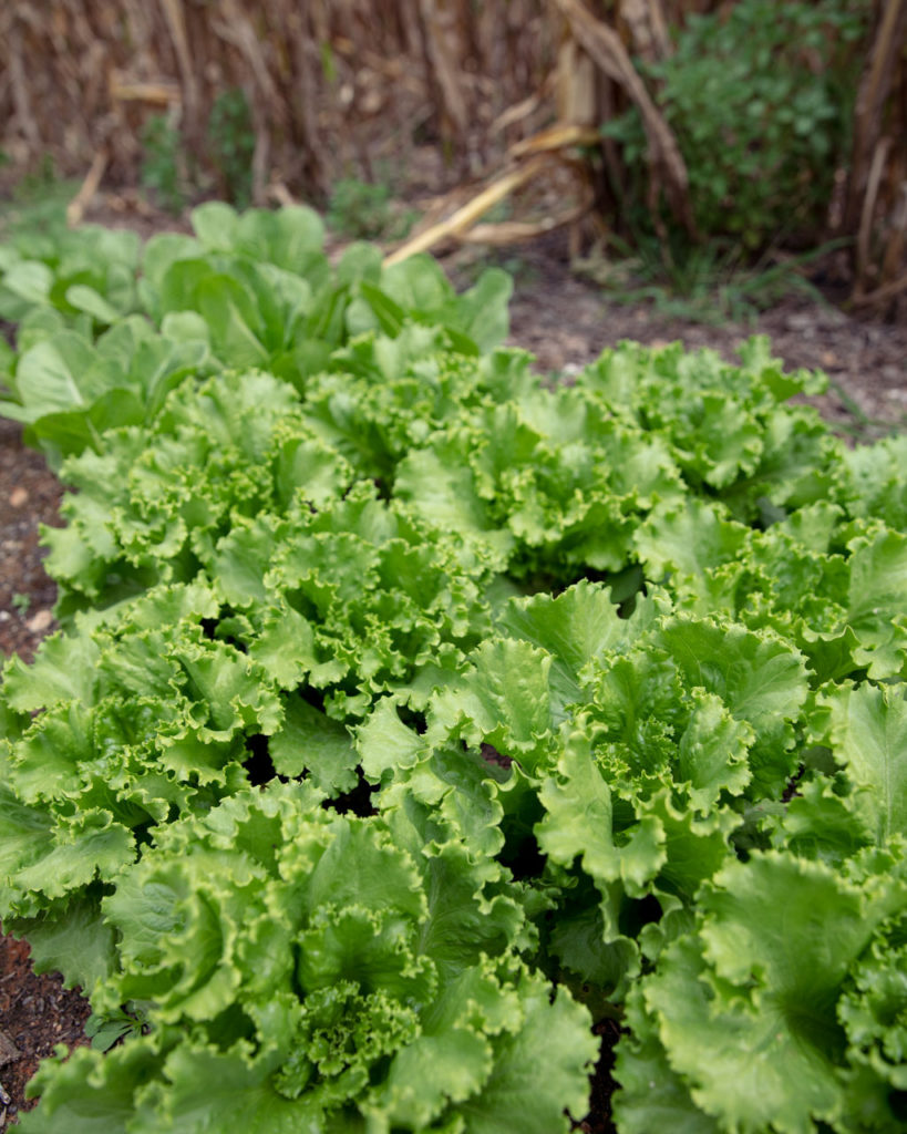 How to prevent bitter lettuce