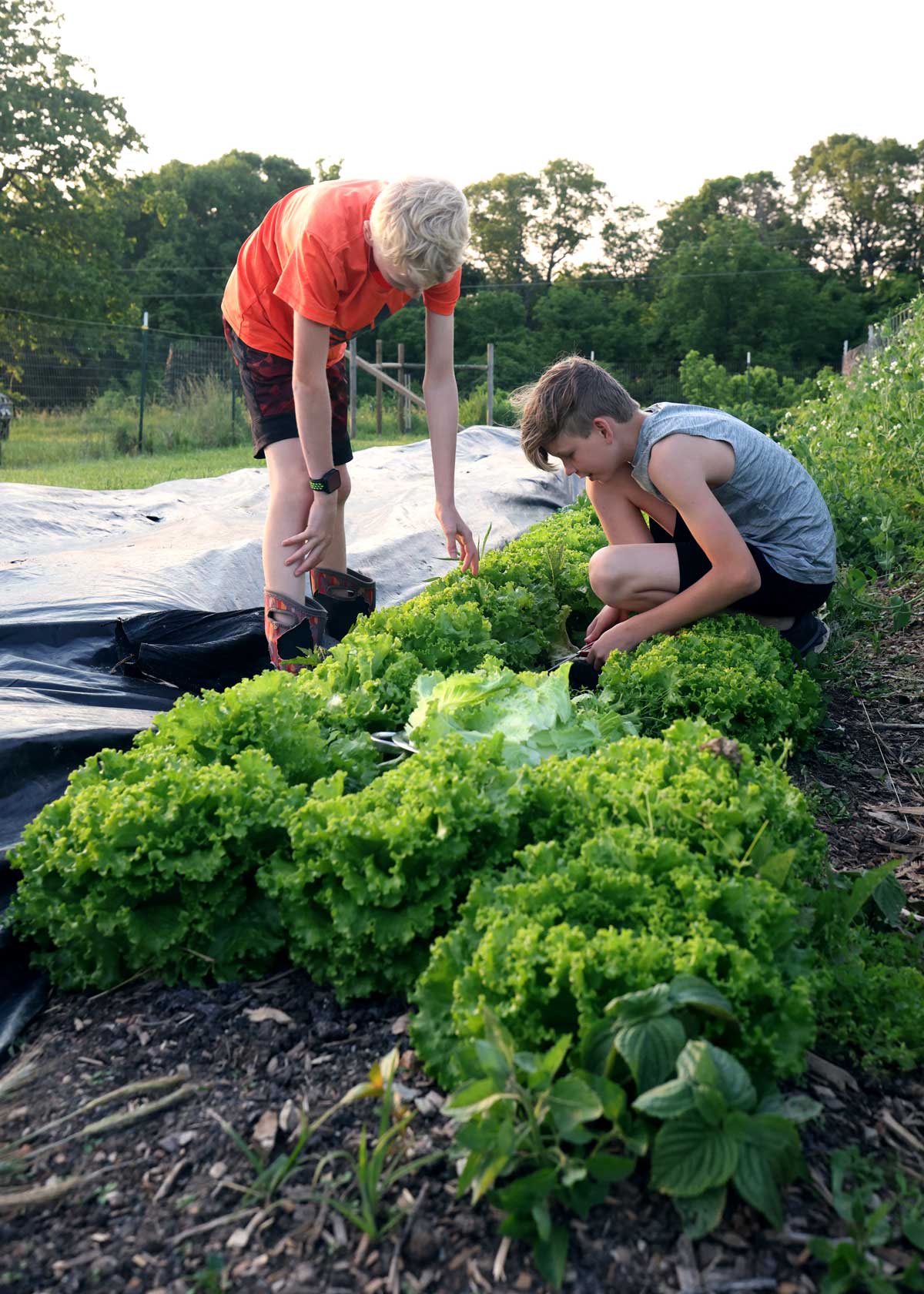 How to Prevent Bitter Lettuce