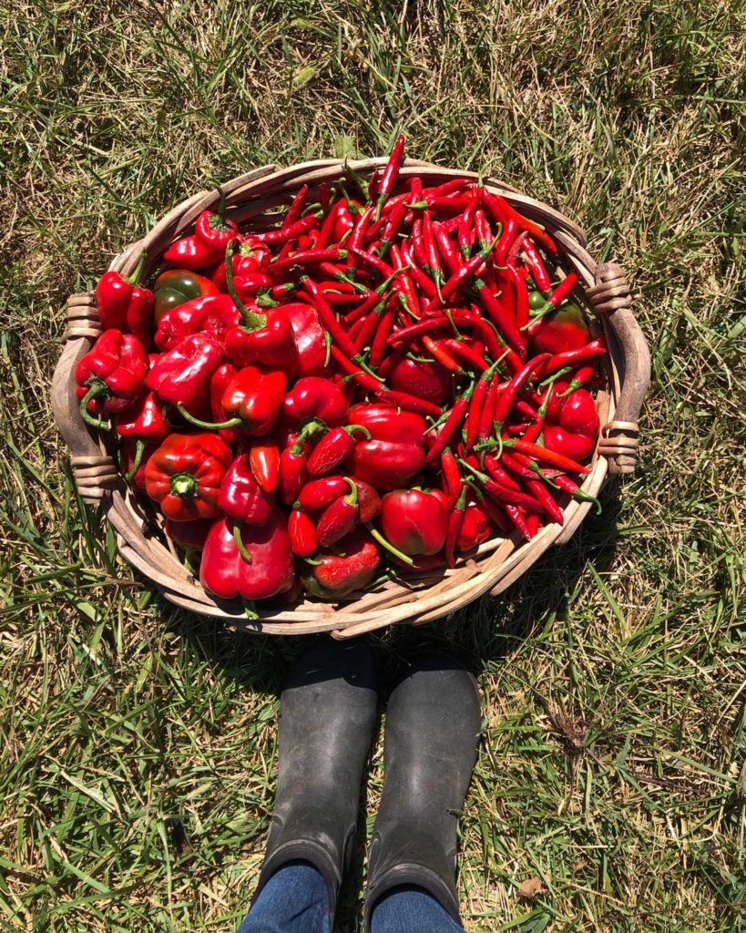 Growing pizza garden with peppers