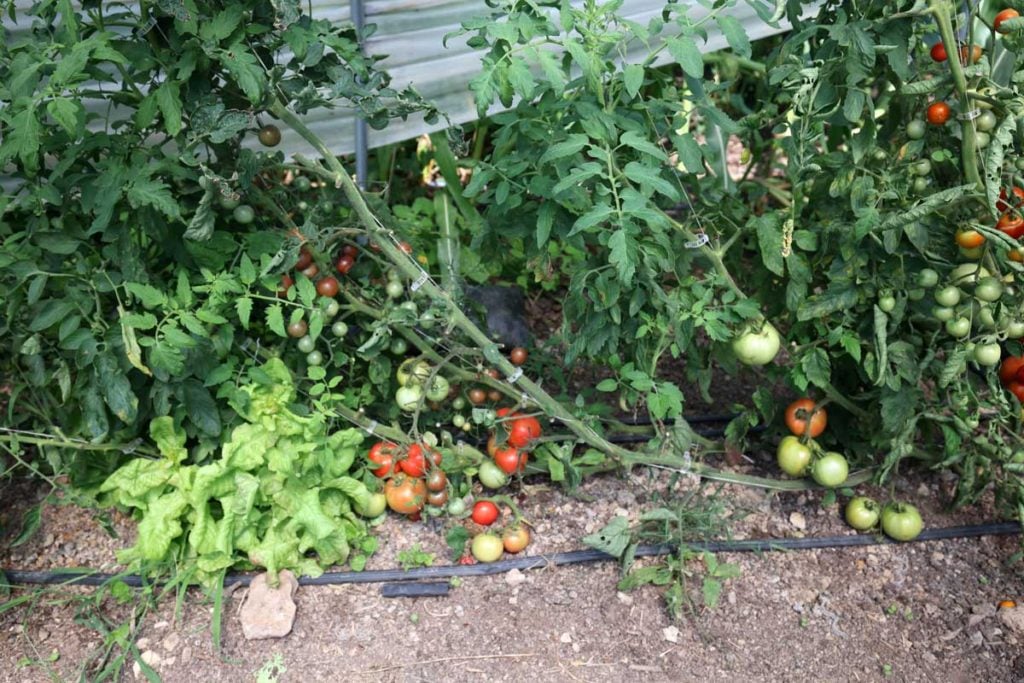 Tomatoes in a greenhouse worth it