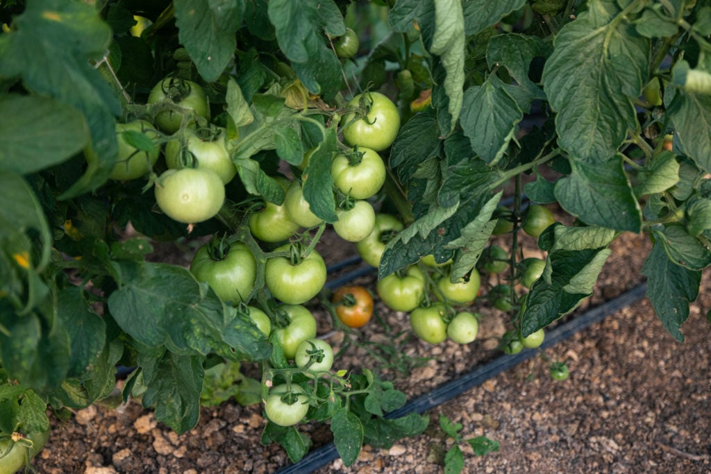 when to plant tomatoes in a short growing season