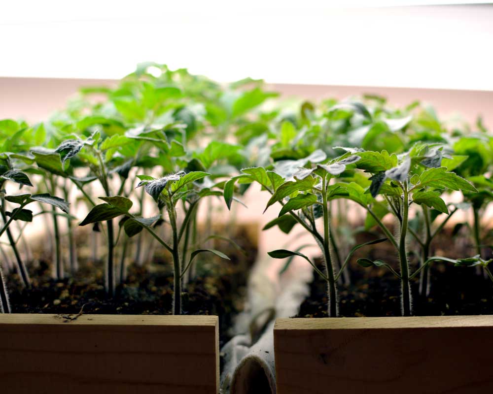 Indoor seed starting of tomatoes